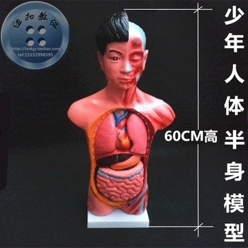 половинная модель тела подростка, медицинская наука, съемные внутренние органы длиной 60 см, атомарная модель человека, Бесплатная доставка